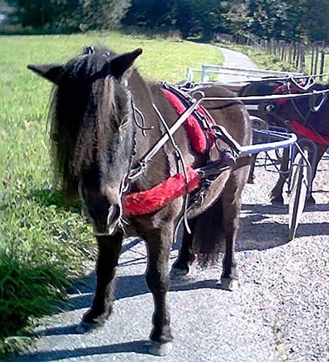 Shetlænder Lill-Patrik (solgt) - Patriken på ein laang kjøre tur =) billede 5