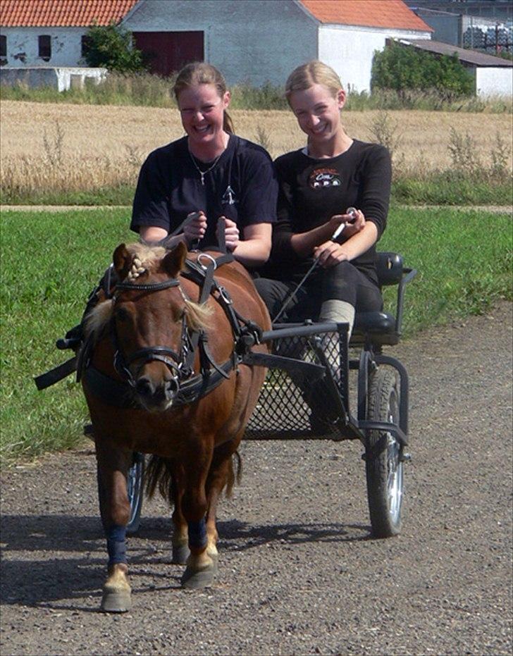 Shetlænder Lindholms Trille R.I.P :'( - 5 aug 2007 (: Maria Andersen skulle lige prøve og styre beytte trille ;) billede 3