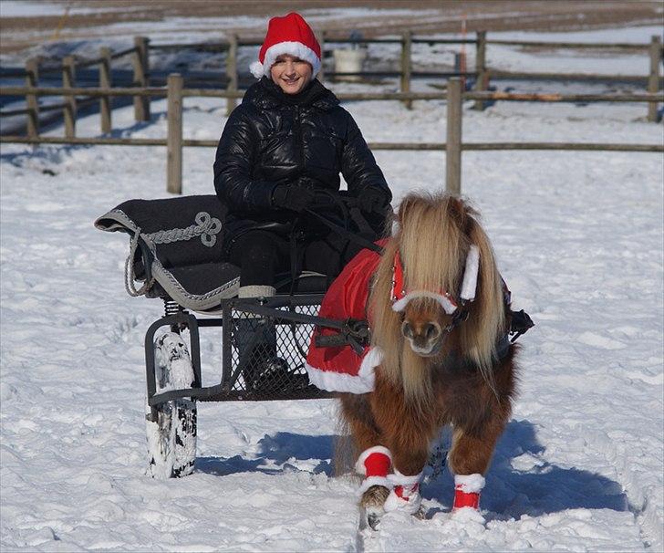 Shetlænder Lindholms Trille R.I.P :'( - Søster Louise skulle lige prøve og se om hun kunne styre lille "vilde" Trille ;) D. 2 marts 2010 billede 8