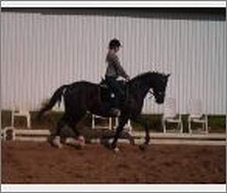 Dansk Varmblod Scarlet - Lidt mere dressur... ;-) billede 6