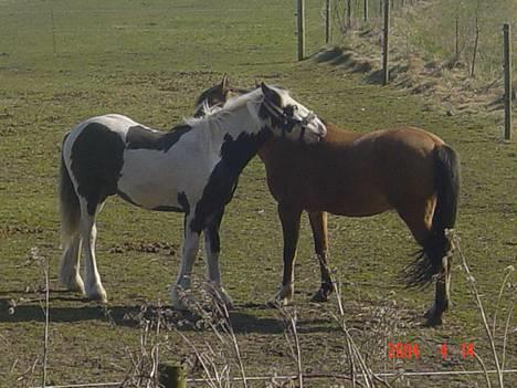 Anden særlig race samson - ej hvor vi hygger os samson og mac twist billede 8
