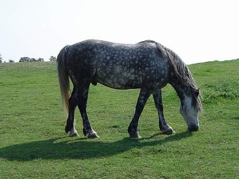 Welsh Cob (sec D) Haymo's Shétán billede 8