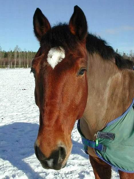 Svensk Varmblod Santano billede 2