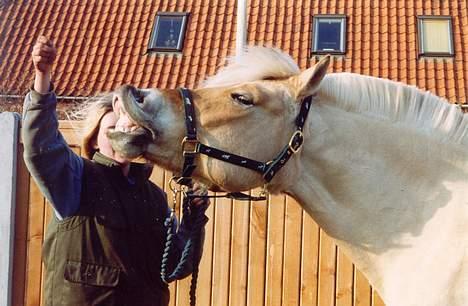 Fjordhest Solvrå - Smilende hest med splinter ny grime billede 8