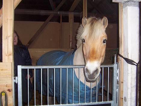 Fjordhest Solvrå - Min lille hyp i hendes gamle boks billede 9