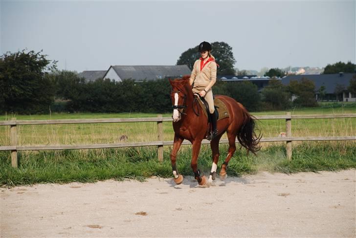 Dansk Varmblod Tjørnely's Cometessa <3 - Samlet galop. Taget af Tine Clausen d. 20/9-2008. billede 3