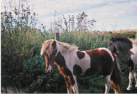 Islænder Skeifa fra Vium billede 6