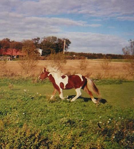 Islænder Skeifa fra Vium billede 7