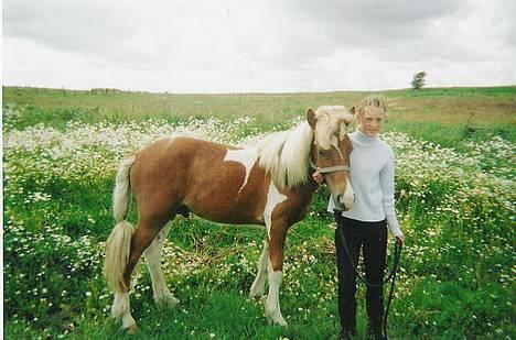 Islænder Skeifa fra Vium billede 8