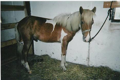 Islænder Skeifa fra Vium billede 9