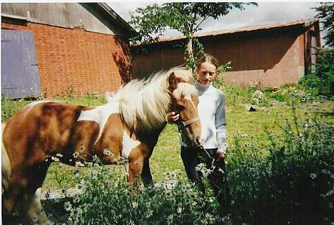 Islænder Skeifa fra Vium billede 10