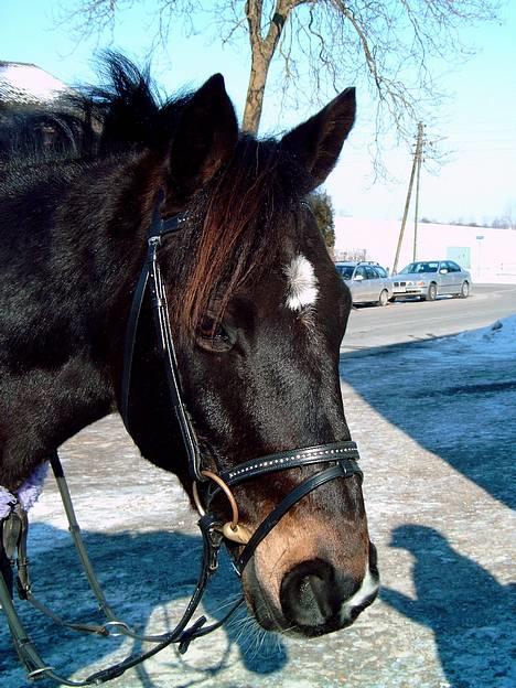 Irsk Sportspony Ardfield  Woodie - solgt  - Min smukke Woodie  billede 9