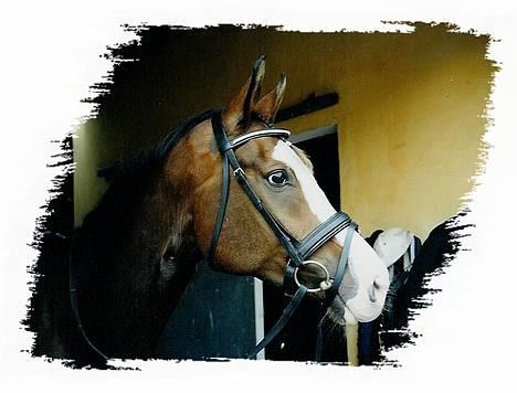 Dansk Varmblod Hector H.  - rideklar. (30.7.04) billede 6