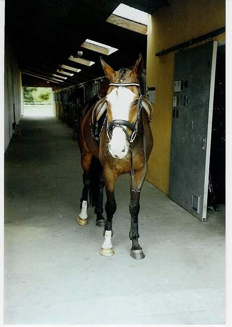 Dansk Varmblod Hector H.  billede 7