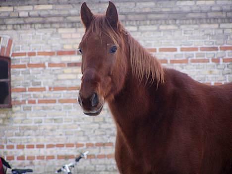 Traver Barske Bangsbo - Barske vinter 2004 billede 1