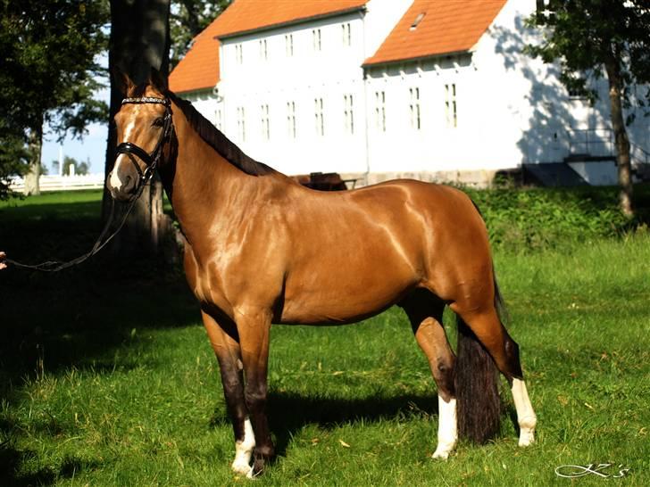 Oldenborg *Golden Fabia* <3 †aflivet† - Opstilling billede 3