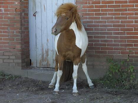 Anden særlig race Søgaards Beauty - Åh for fanden hvor min røv klør.. billede 5