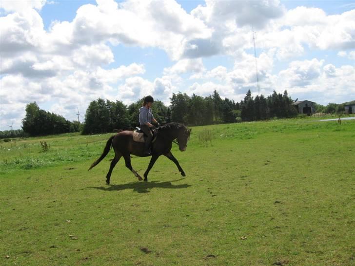 Connemara Frederik af Tinghøjgård - 5 år billede 8