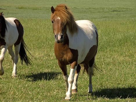 Anden særlig race Søgaards Beauty - Smukke Beauty som lever op til sit navn.. billede 6