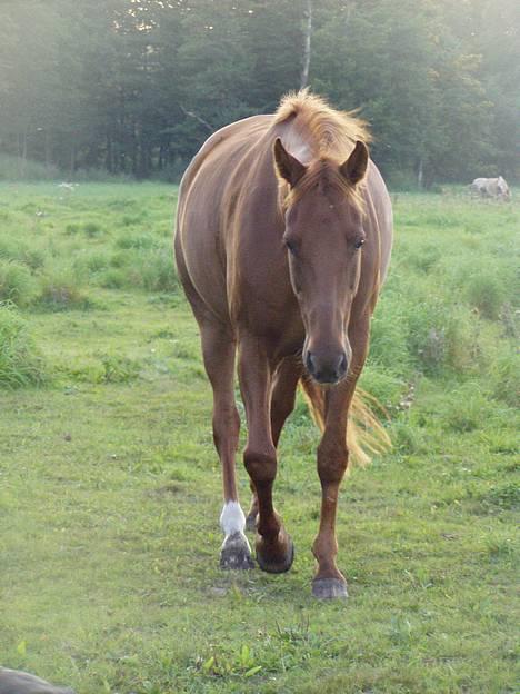 Traver Barske Bangsbo - Barske på folden billede 4