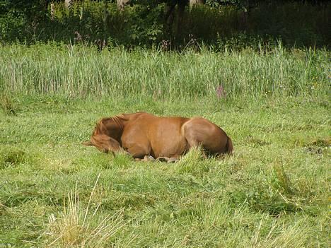 Traver Barske Bangsbo - mmm græs.. billede 5