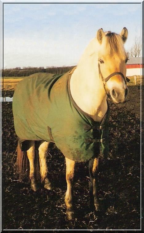 Fjordhest MUNKHAVENS CILLA billede 6