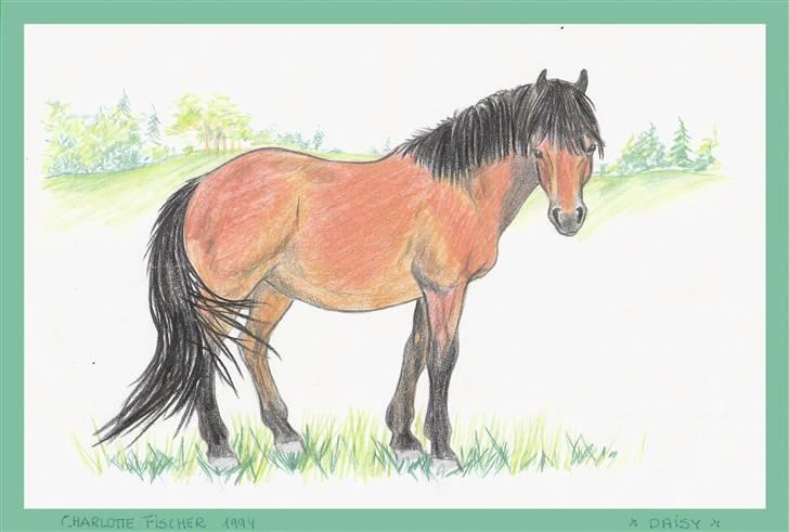 Gotlandsruss Daisy *RIP* :´o( - En tegning jeg fik lavet af Daisy engang tilbage i 1994 billede 5