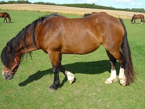 Welsh Cob (sec D) Haymo's Kira billede 6