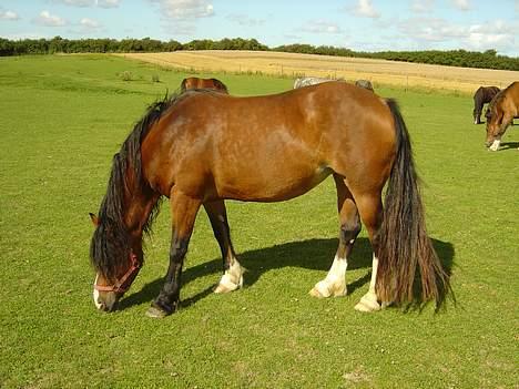 Welsh Cob (sec D) Haymo's Kira billede 7