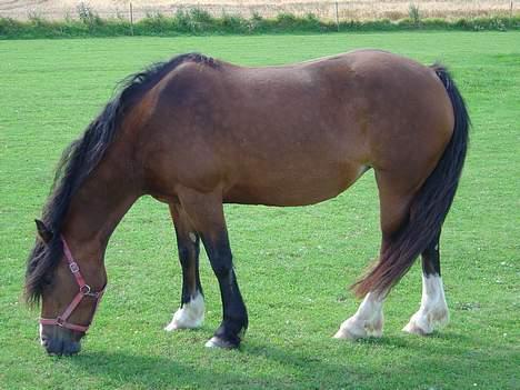 Welsh Cob (sec D) Haymo's Kira billede 8