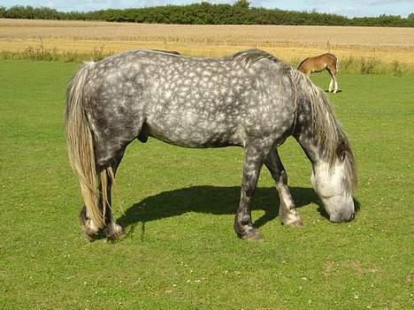 Welsh Cob (sec D) Haymo's Shétán billede 9