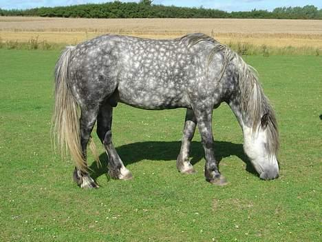 Welsh Cob (sec D) Haymo's Shétán billede 10