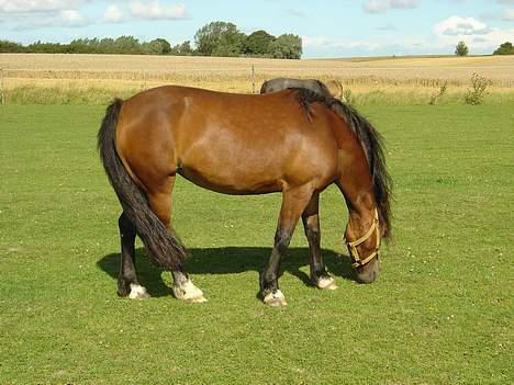 Welsh Pony (sec B) Sec. C Haymo's Natascha billede 8