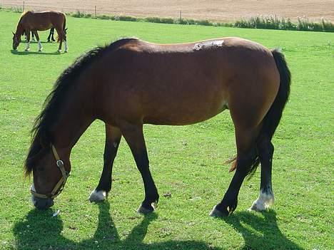 Welsh Pony (sec B) Sec. C Haymo's Natascha billede 9