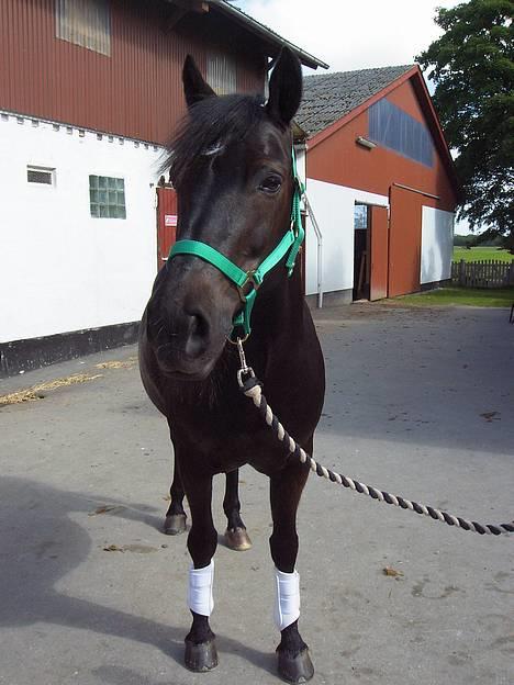 Connemara Blackie .. - klar til stævne ;] billede 3