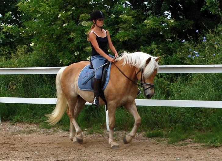 Tyroler Haflinger Gabriella Elghuset - Elghuset 2006 billede 5