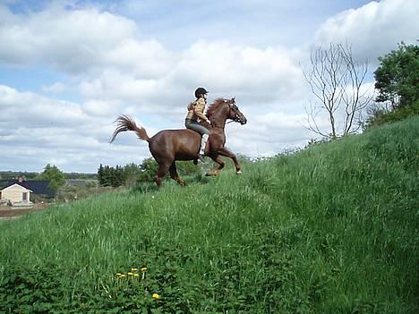 Hollandsk Sportspony Nieuwmoed's Kyran - galop op ad bakke, juhuu billede 1
