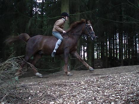 Hollandsk Sportspony Nieuwmoed's Kyran - såå jorde vii billede 4