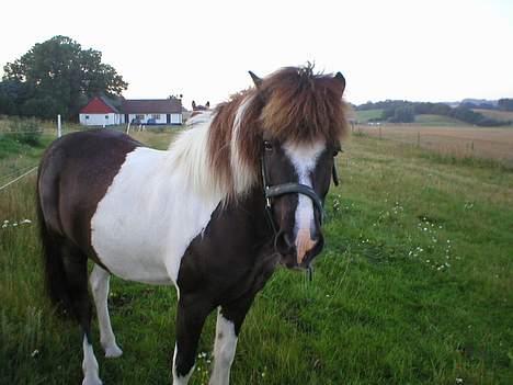 Islænder Tjaldur fra Gudenådalen - En slöv hest på en varm sommerdag billede 1