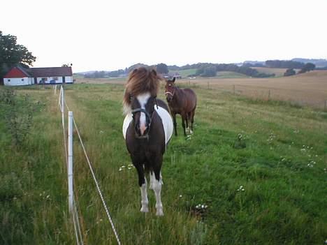Islænder Tjaldur fra Gudenådalen - Da hans aftegninger har forskellig höjde så at han altid ser skäv ud billede 2