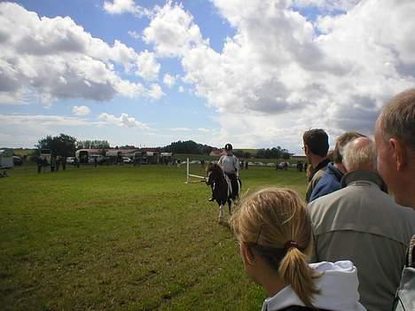 Islænder Tjaldur fra Gudenådalen - Opvisning af Tjaldur på en hestedag billede 3