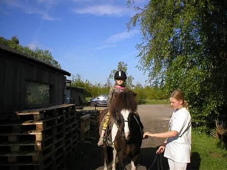 Islænder Tjaldur fra Gudenådalen - Jeg ved ikke hvem der nyder det mest:Tjaldur eller Cille ?  billede 4