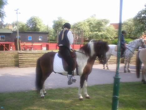 Islænder Tjaldur fra Gudenådalen - Leise efter en veloverstået ringridning i Dragör billede 5