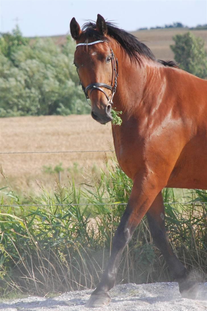 Dansk Varmblod Savannah - Vanka - Uhm jeg er lidt sulten - er jo såååå tynd :D billede 2