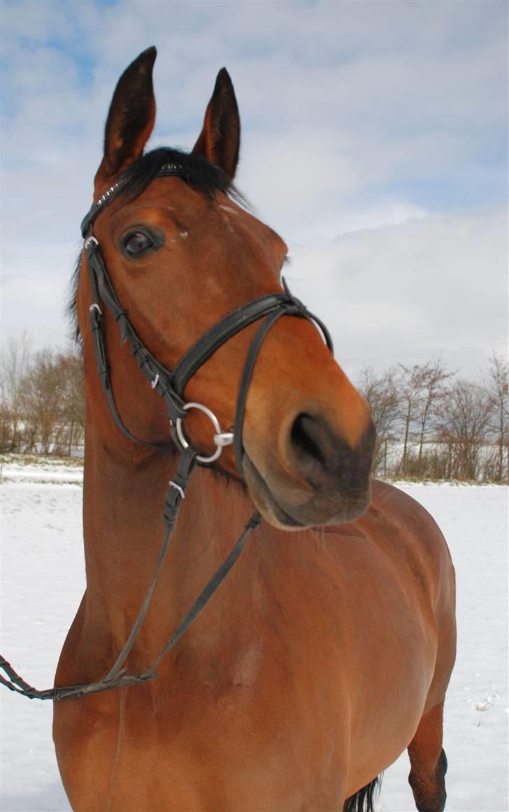 Dansk Varmblod Savannah - Vanka - Dejlige Musse :) billede 3