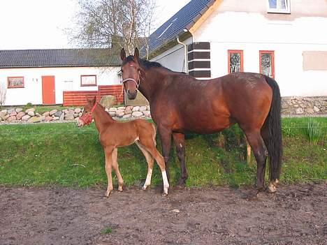 Dansk Varmblod Savannah - Vanka - Her er Ib (f: 2004) og Savannah på folden 3 dage efter foling billede 6