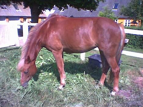 New Forest Simone (solgt) billede 1