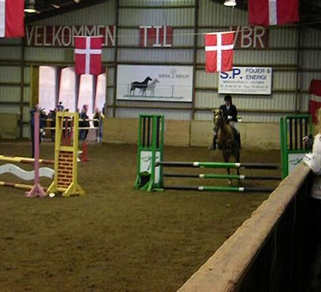 New Forest Simone (solgt) billede 2