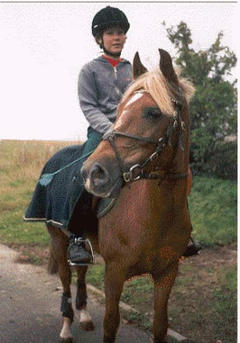 New Forest Simone (solgt) billede 3