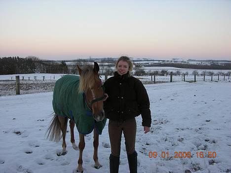 New Forest Simone (solgt) billede 4